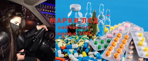 прущие грибы Коряжма